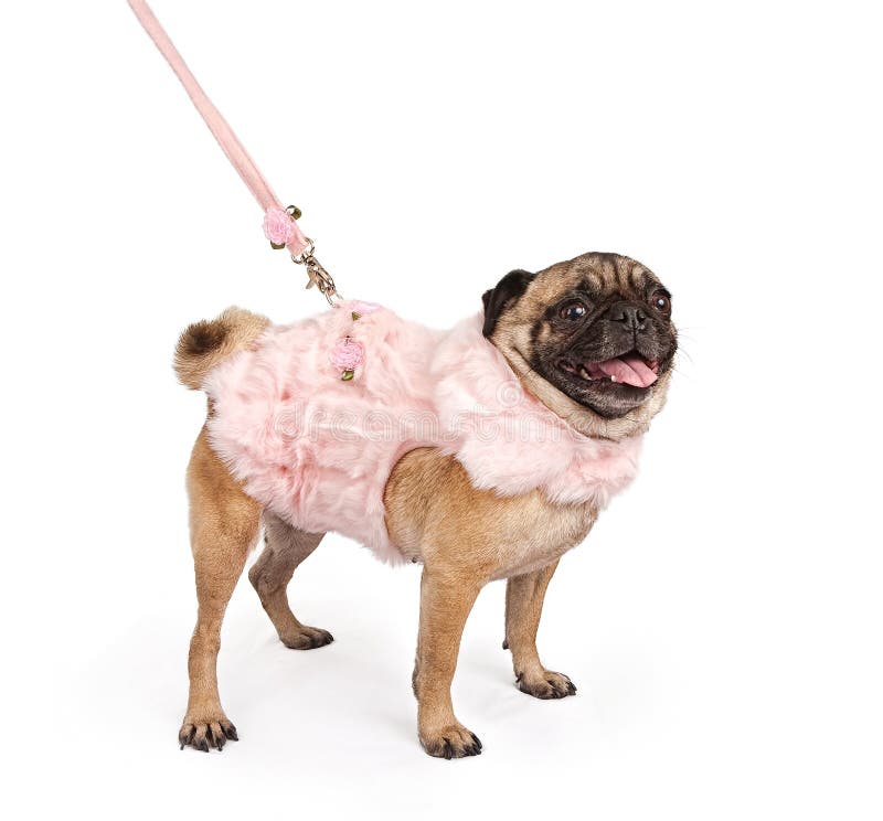 Pug Wearing a Pink Fur Outfit Stock Photo Image of walk, canine 14619032