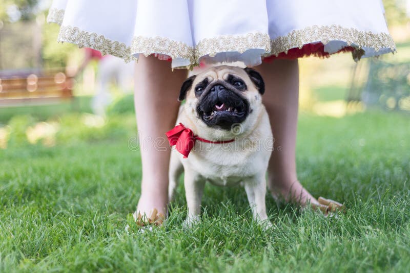 Pug cane con farfallino sulla cerimonia di nozze in piedi tra le gambe della sposa.