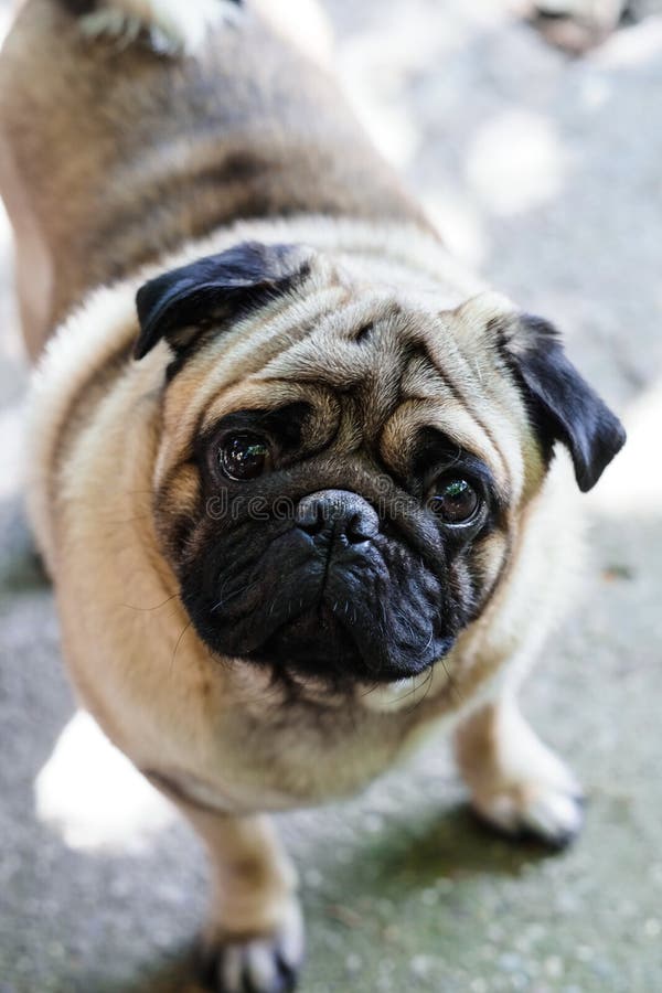 pug младенца Выследите Pug Закройте вверх по стороне очень милого мопса стоковое изображение rf pug младенца Выследите Pug Закройте вверх по стороне очень милого мопса стоковое изображение rf