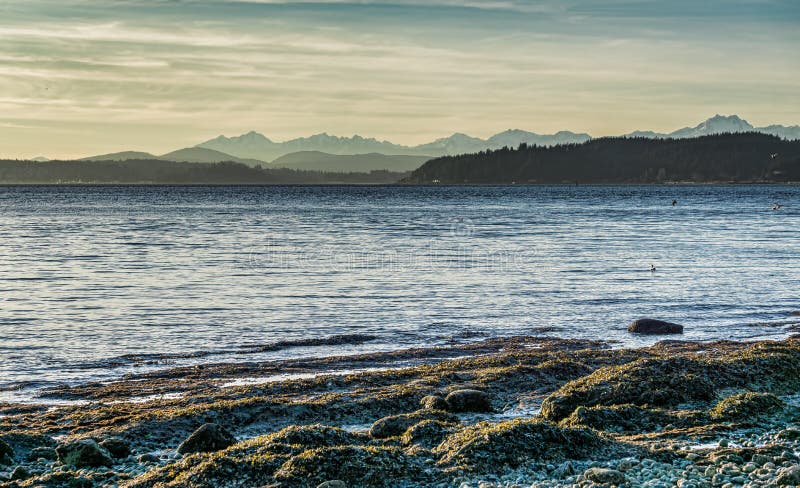 Puget Sound góry krajobraz 2. Widok Olimpijskie góry przez Puget Sound