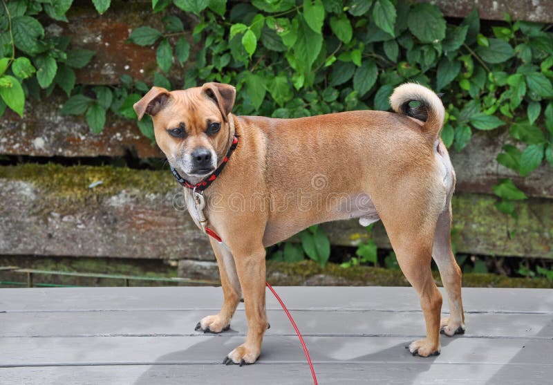 Puggle stock image. Image of deck, ears, mixed, fence 26049413