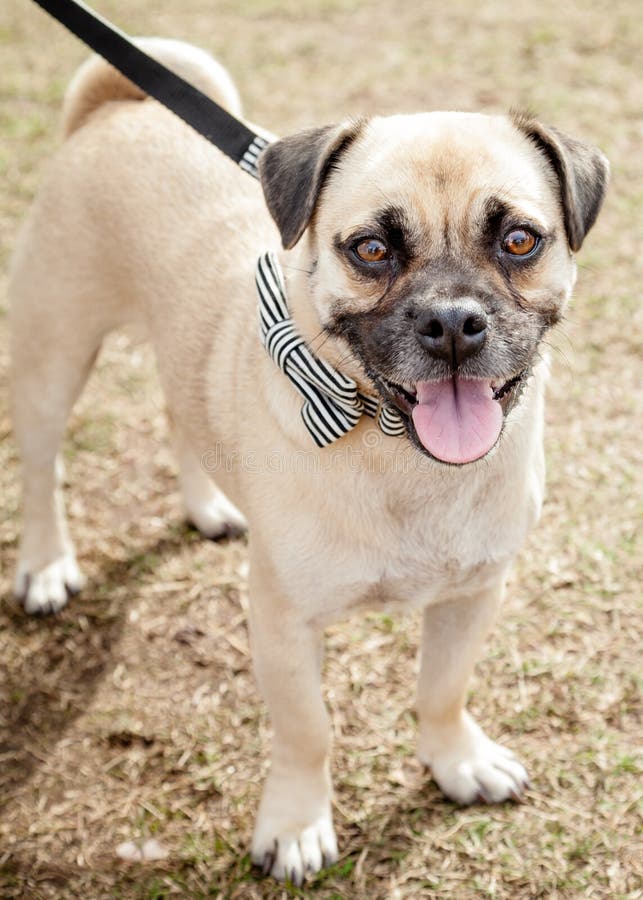 Puggle Dog With Black And White Bow Tie On Leash Stock