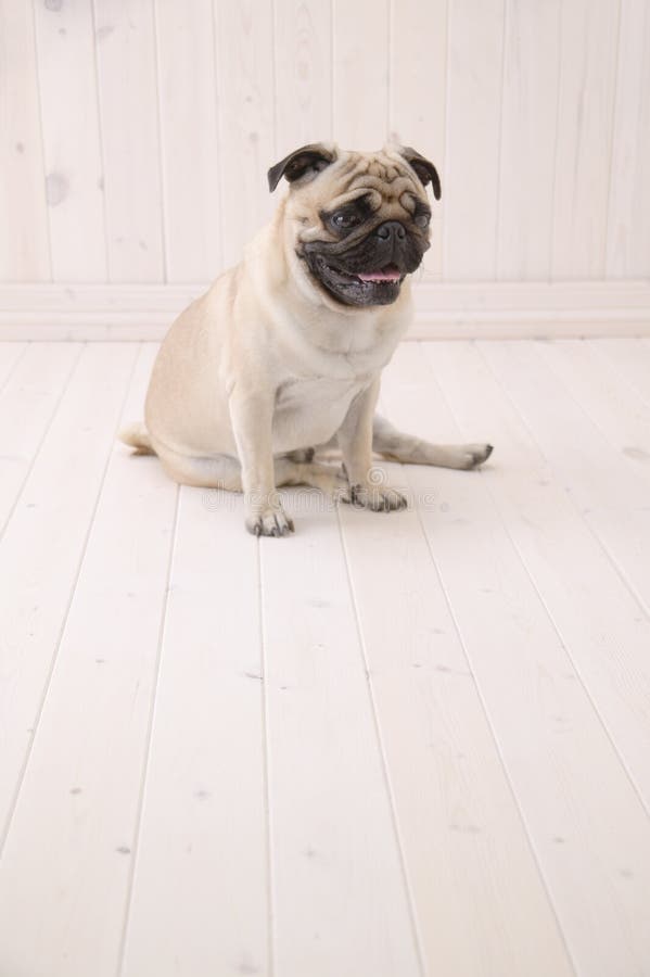 Puggy Dog Sit On The Floor Picture. Image 3740121