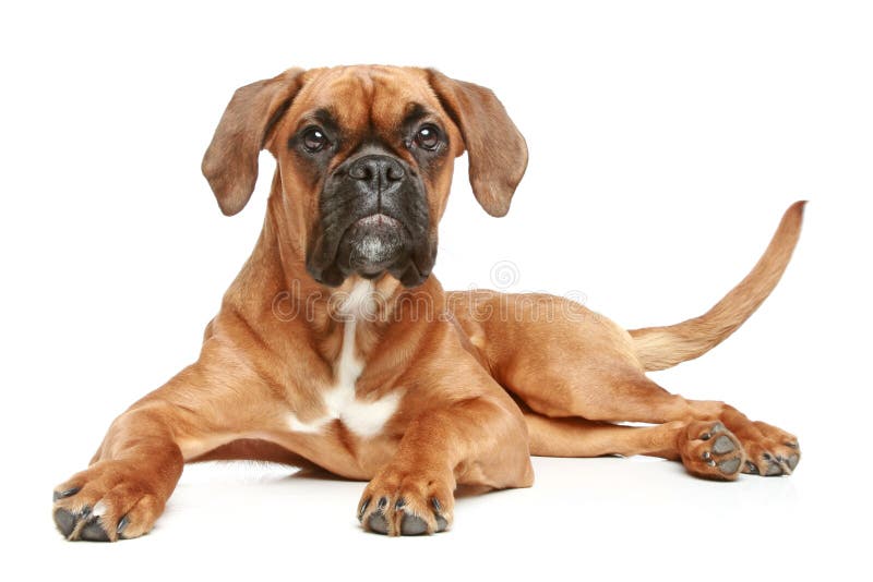 Boxer Alemão (5 meses) fotos de stock