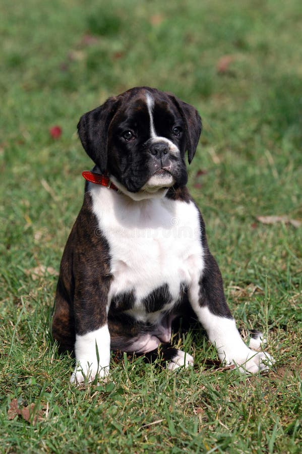 Cão Pastor Inglês Velho Que Está Na Grama Imagem de Stock - Imagem de  velho, fundo: 38260829