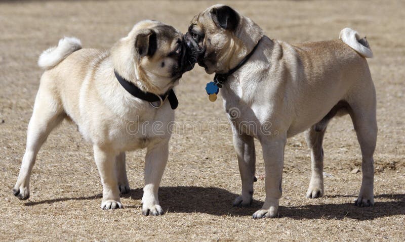 Two pugs at the park playing going nose to nose in a meet up. Two pugs at the park playing going nose to nose in a meet up