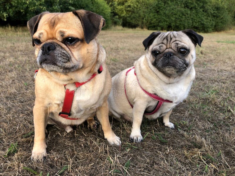 Pugs op gras wordt gezeten die weg schemer bekijken die stock fotografie Pugs op gras wordt gezeten die weg schemer bekijken die stock fotografie
