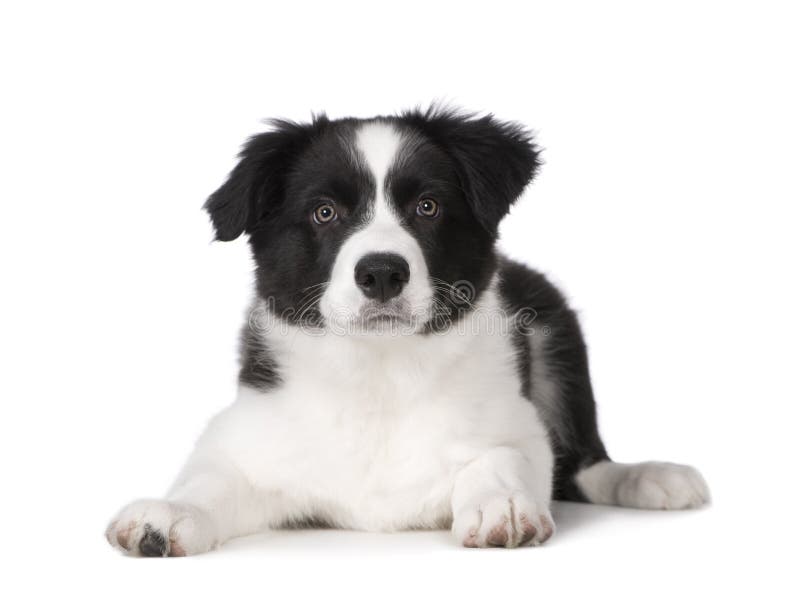 Pui de Border Collie royalty free stock photo