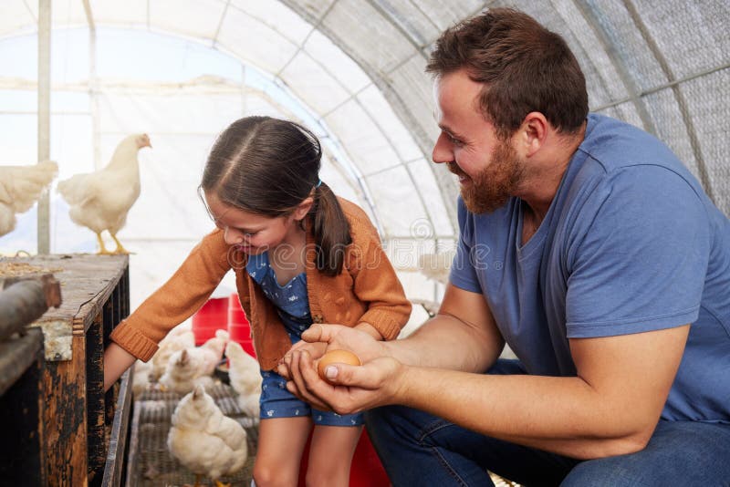 Pui de fermă și tată cu ouă pentru producția de păsări de curte, agroîntreprinderi și durabilitate. Familie Agricultură stock image