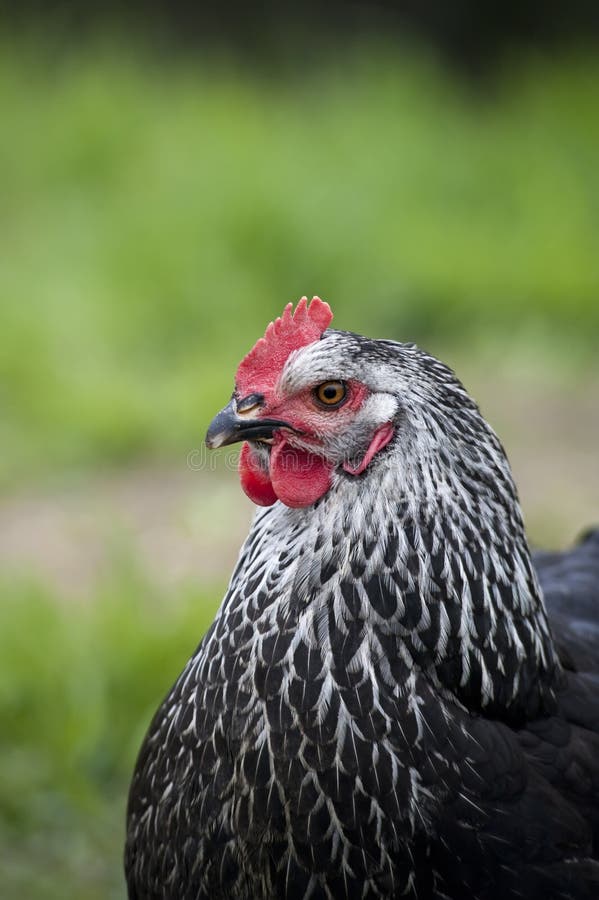 Pui negru royalty free stock image