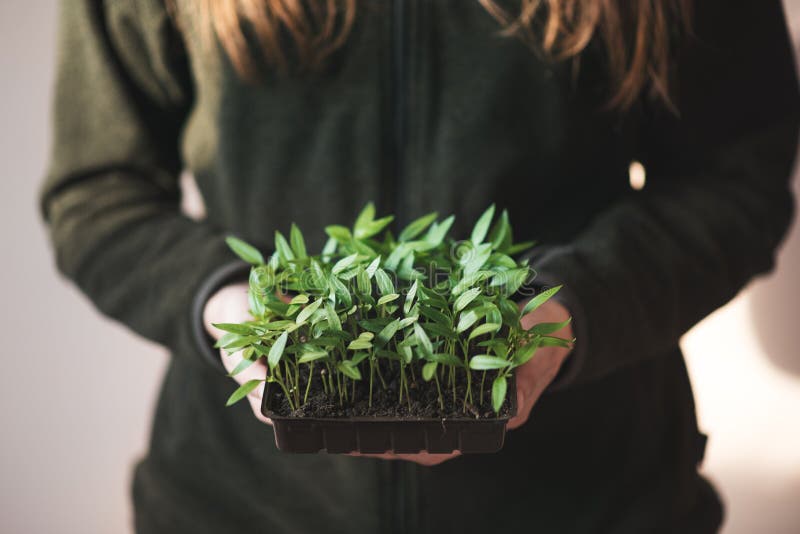 Pui tineri de ardei în mâinile unei femei. fermierul deține plante de ardei iute. royalty free stock image