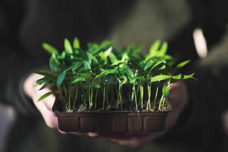 Pui tineri de ardei în mâinile unei femei. fermierul deține plante de ardei iute. stock photo
