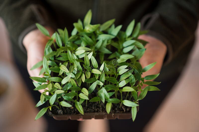 Pui tineri de ardei în mâinile unei femei. fermierul deține plante de ardei iute. stock photo