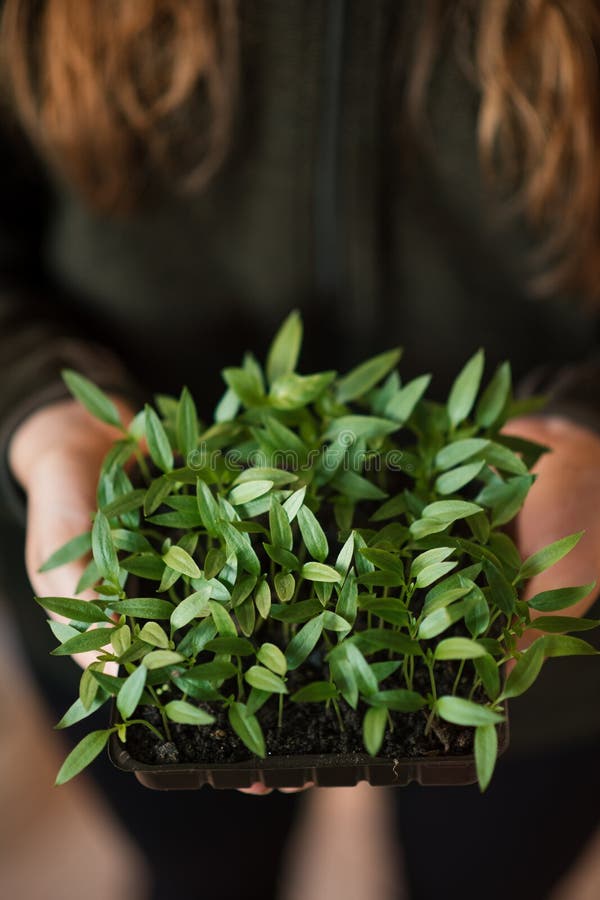 Pui tineri de ardei în mâinile unei femei. fermierul deține plante de ardei iute. stock photos