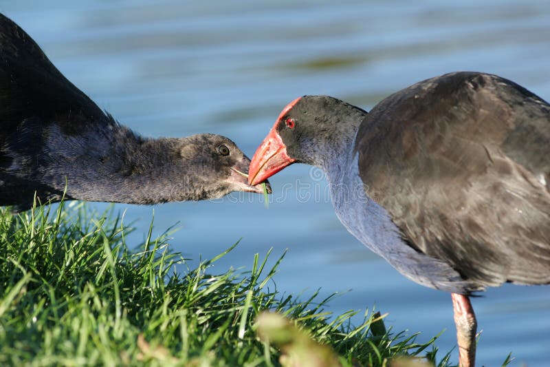 Pukeko bird feeding chick