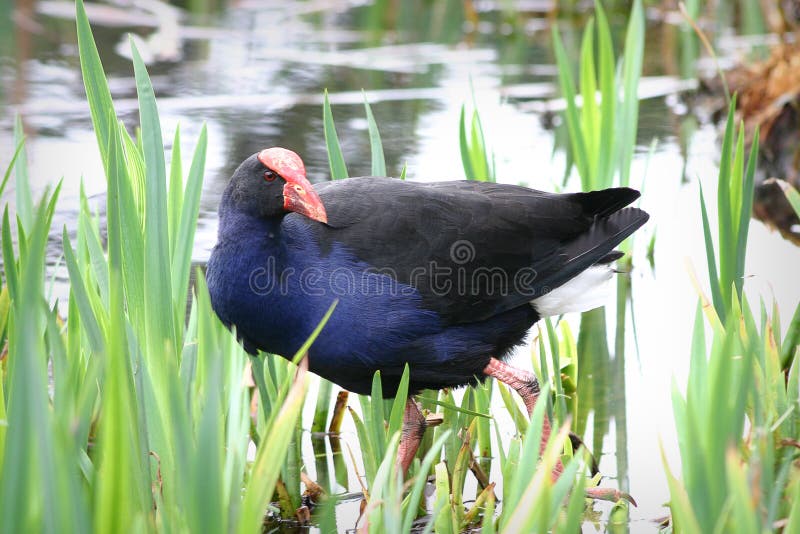 Pukeko