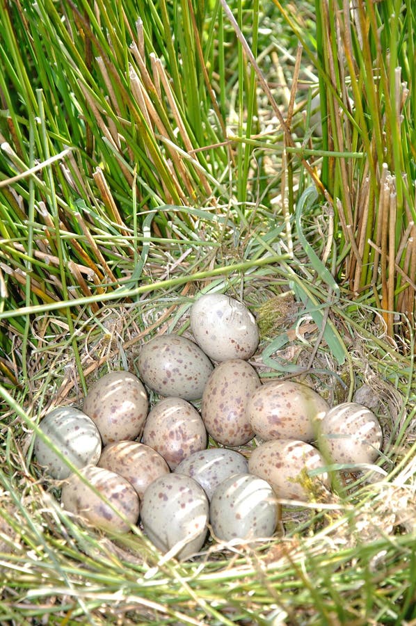 Pukeko eggs