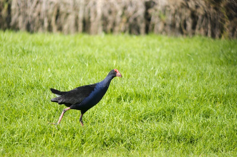 Pukeko - Native New Zealand bird