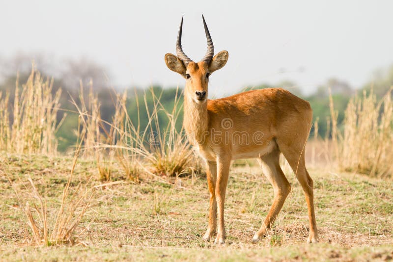 Puku royalty free stock photography