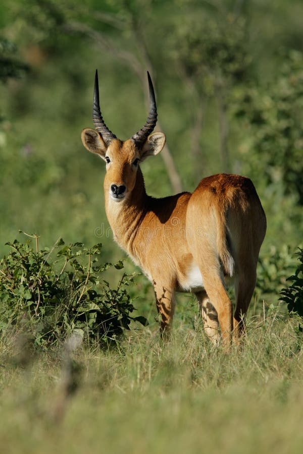 Puku antelope royalty free stock photos