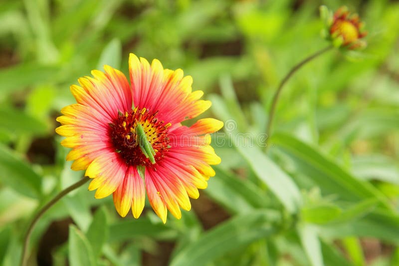 Pulchella vif de Gaillardia avec la petite sauterelle verte images stock Pulchella vif de Gaillardia avec la petite sauterelle verte images stock