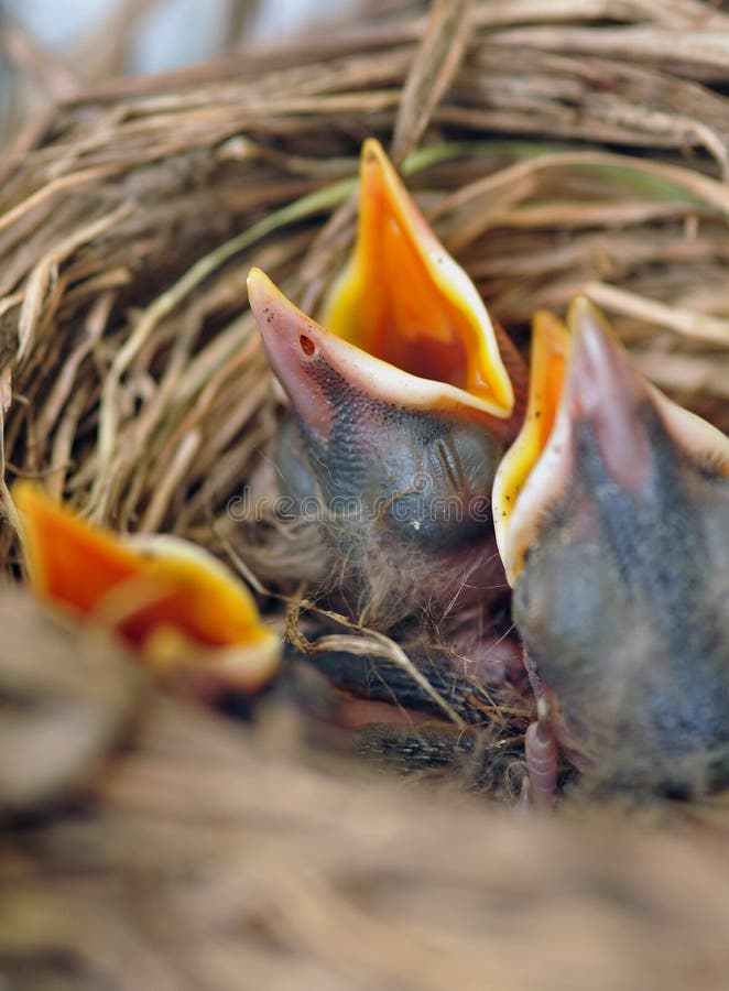 Pulcini nel nido degli uccelli