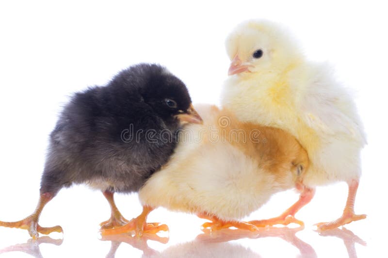 Il Piccolo Pulcino Giallo Ed Il Piccolo Pulcino Nero Sono Sonno Con