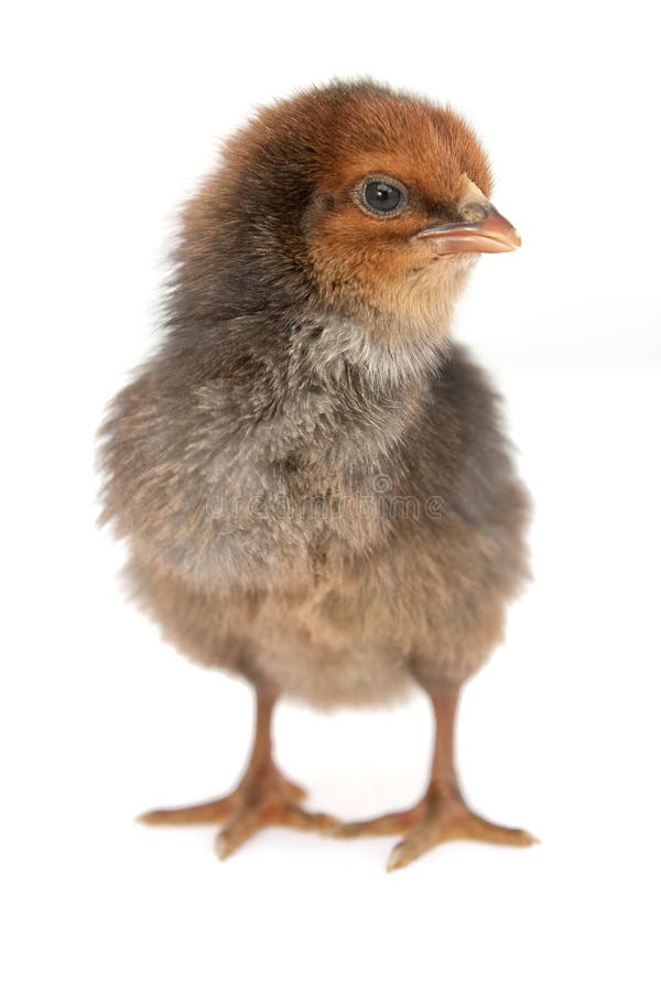 Two days of black chick on white background. Two days of black chick on white background