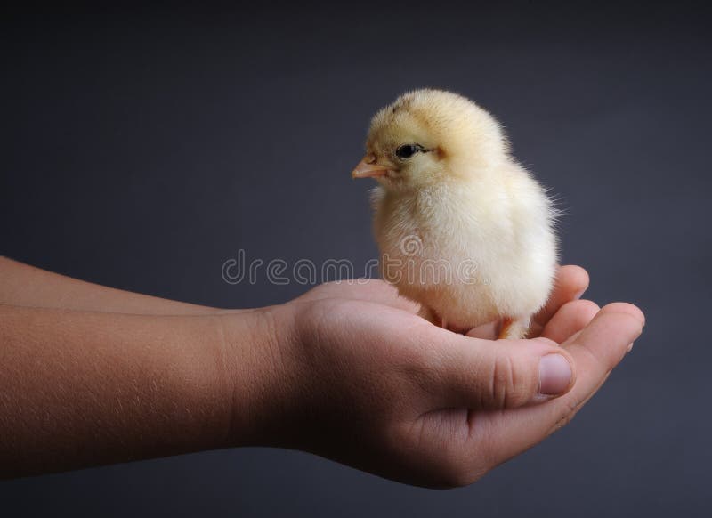 Piccolo Pulcino Protettivo a Mano Immagine Stock Immagine di piuma