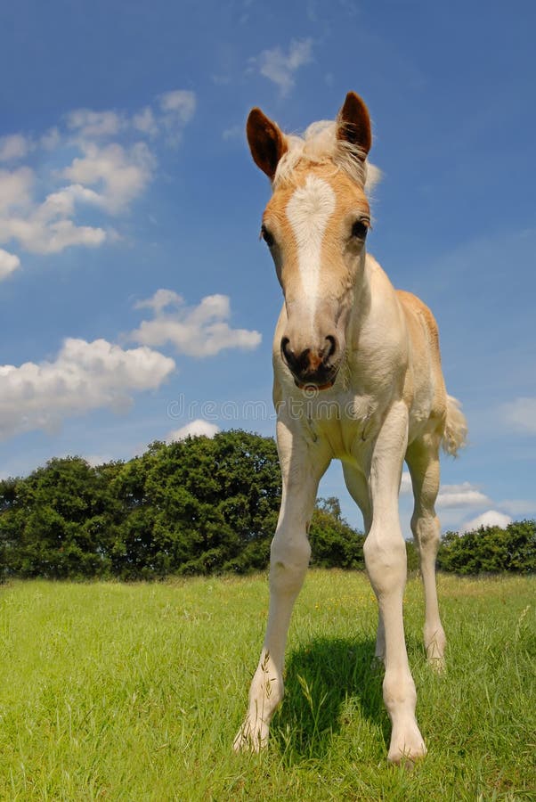 Cute haflinger filly in a fresh green meadow. Cute haflinger filly in a fresh green meadow