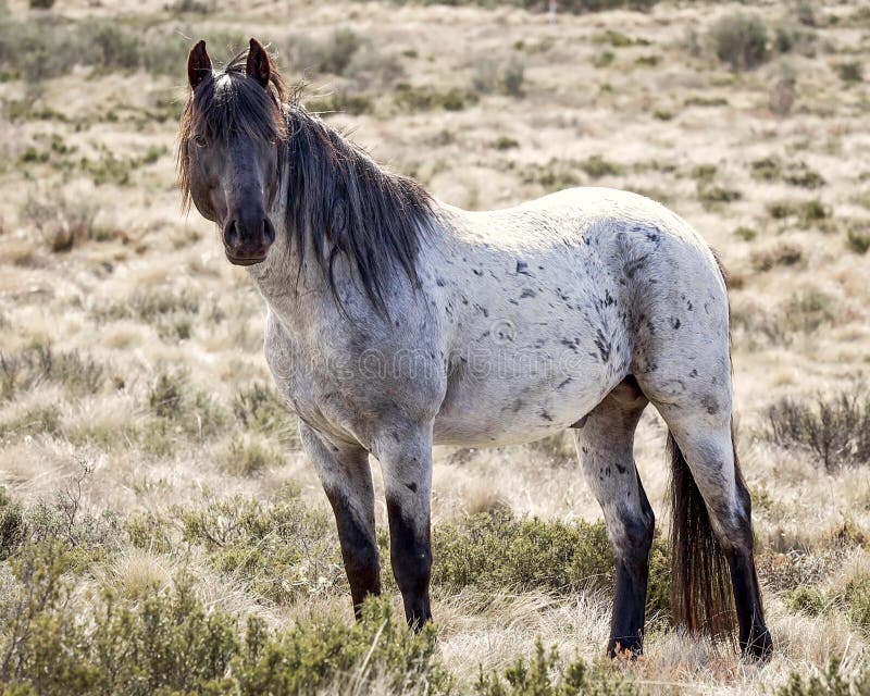 Puledro selvaggio - Brumby dell'Australia fotografie stock libere da diritti Puledro selvaggio - Brumby dell'Australia fotografie stock libere da diritti