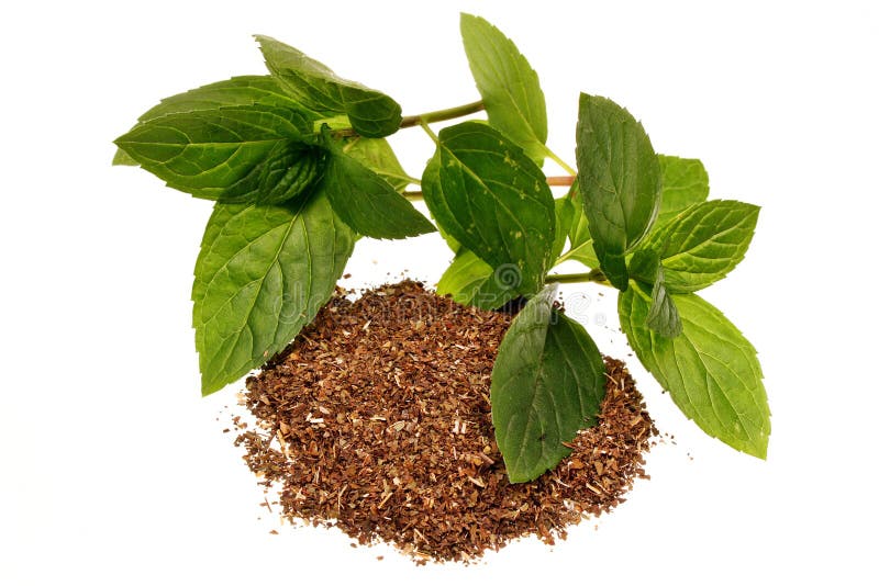 Pulegium do mentha da hortelã fotografia de stock Pulegium do mentha da hortelã fotografia de stock