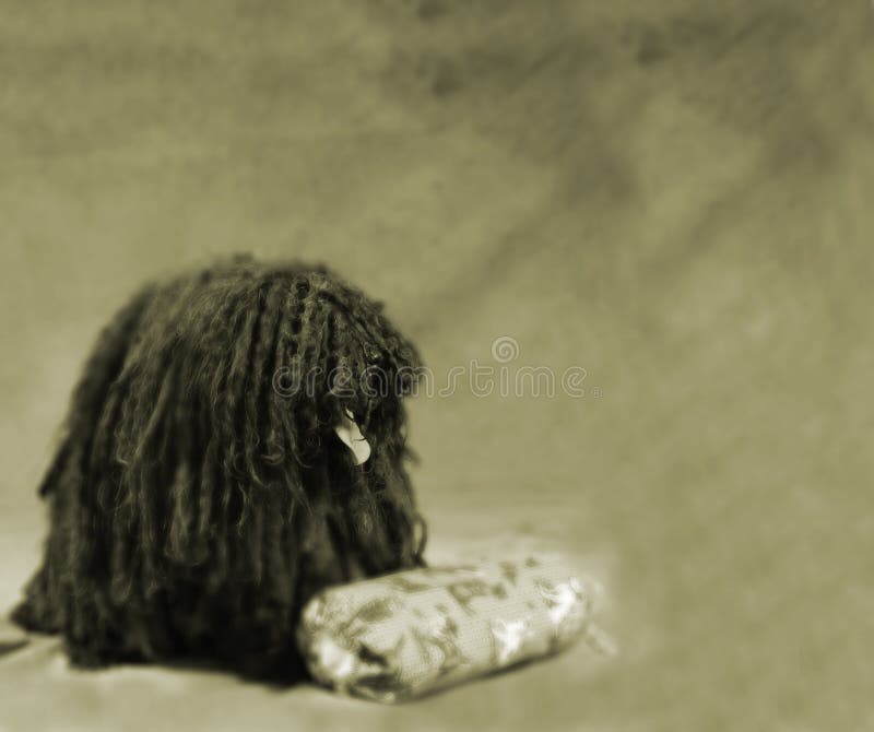 Portrait of a Puli. Puli stock images, royalty-free photos and pictures
