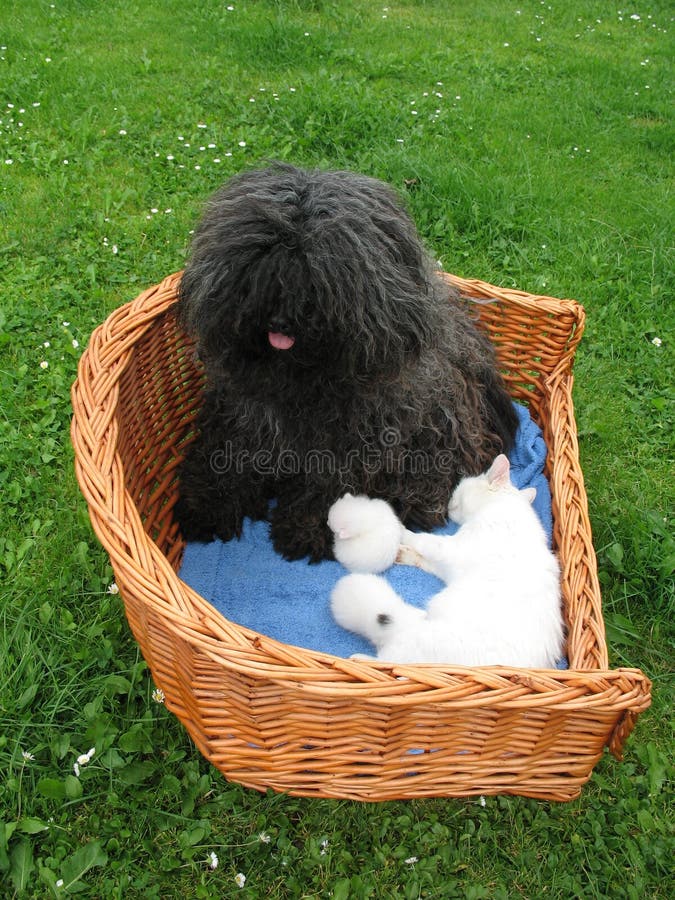 The puli, two small kittens and a white cat. Puli stock images, royalty-free photos and pictures