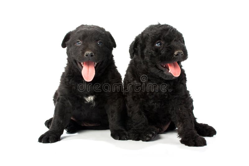 Little hungarian black Puli Dog. Puli stock images, royalty-free photos and pictures