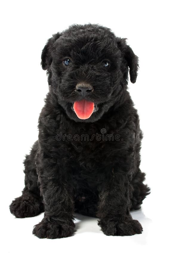 Little hungarian black Puli Dog. Puli stock images, royalty-free photos and pictures