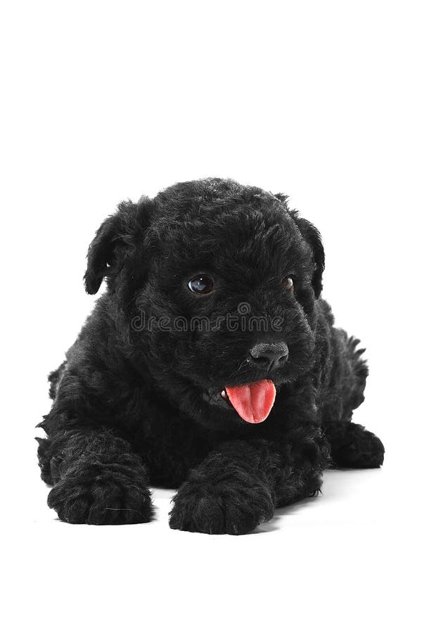 Little hungarian Puli Dog white background. Puli stock images, royalty-free photos and pictures