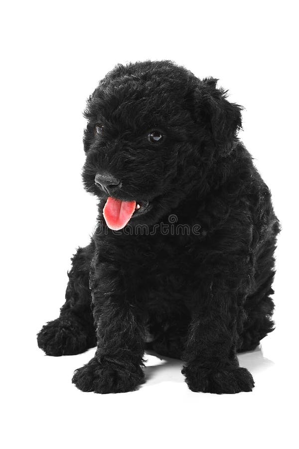 Little hungarian Puli Dog white background. Puli stock images, royalty-free photos and pictures