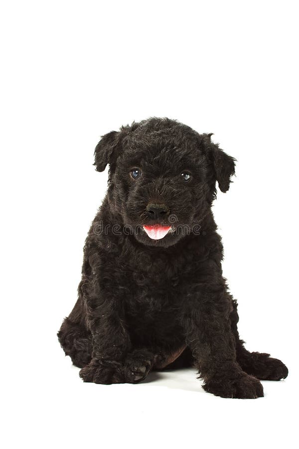 Little hungarian Puli Dog white background. Puli stock images, royalty-free photos and pictures