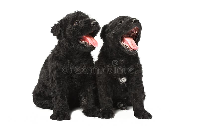 Little hungarian Puli Dog white background. Puli stock images, royalty-free photos and pictures