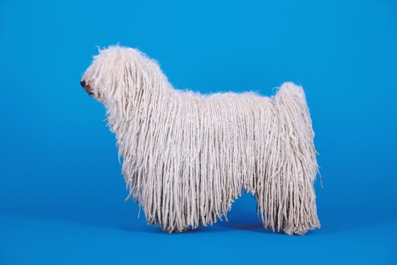 A puli dog in front of blue background. Puli stock images, royalty-free photos and pictures