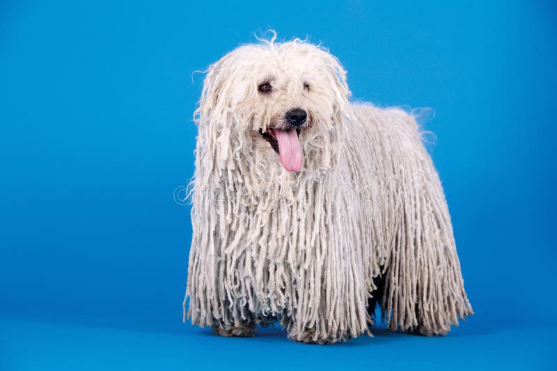 A puli dog in front of blue background. Puli stock images, royalty-free photos and pictures