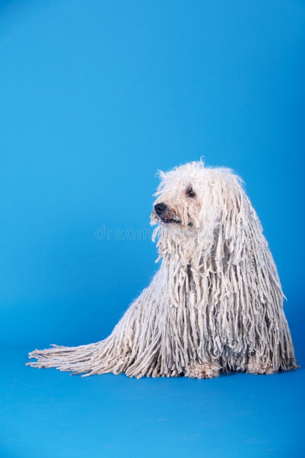 A puli dog in front of blue background. Puli stock images, royalty-free photos and pictures