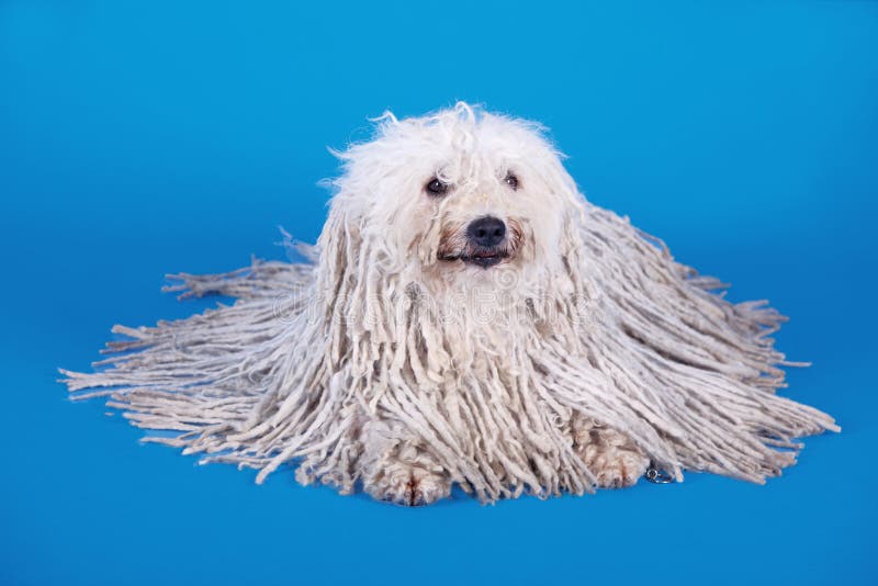 A puli dog in front of blue background. Puli stock images, royalty-free photos and pictures