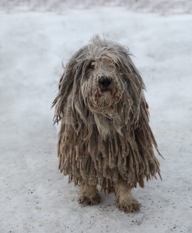 Puli dog with rasta in snow during winter season. Puli stock images, royalty-free photos and pictures
