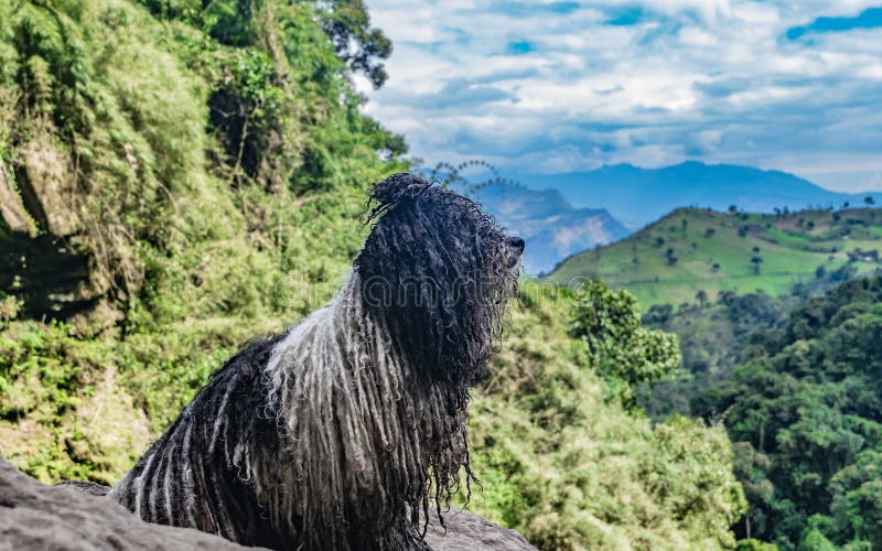 Nice Hungarian dog Puli standing on top of a mountain. Puli stock images, royalty-free photos and pictures