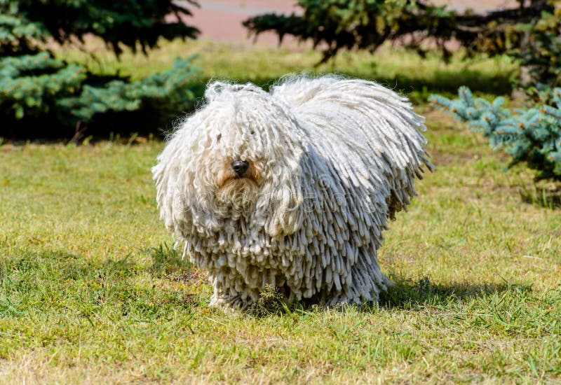 The Puli stands on the grass in the park. Puli stock images, royalty-free photos and pictures