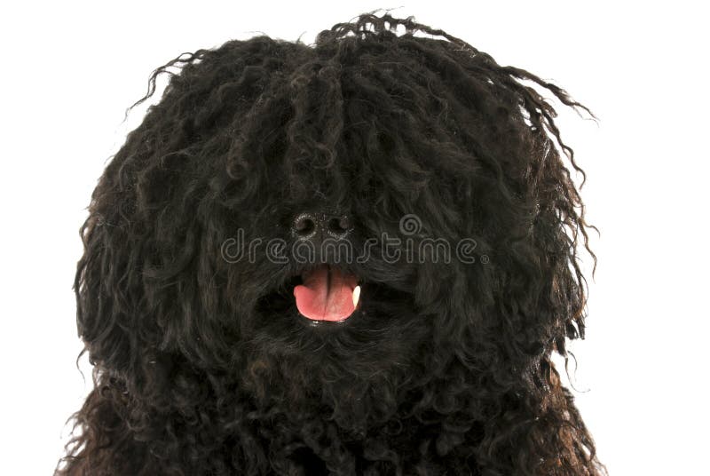 Puli - corded hungarian herding dog head portrait on white background. Puli stock images, royalty-free photos and pictures
