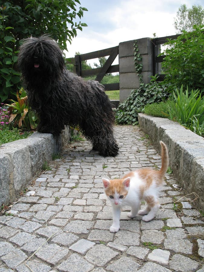 A puli dog and a small kitten. Puli stock images, royalty-free photos and pictures