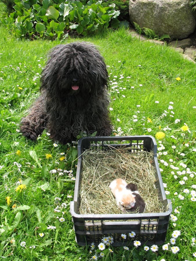 The puli and two small kittens. Puli stock images, royalty-free photos and pictures